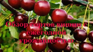 Обзор сортов вишни с ежегодной урожайностью