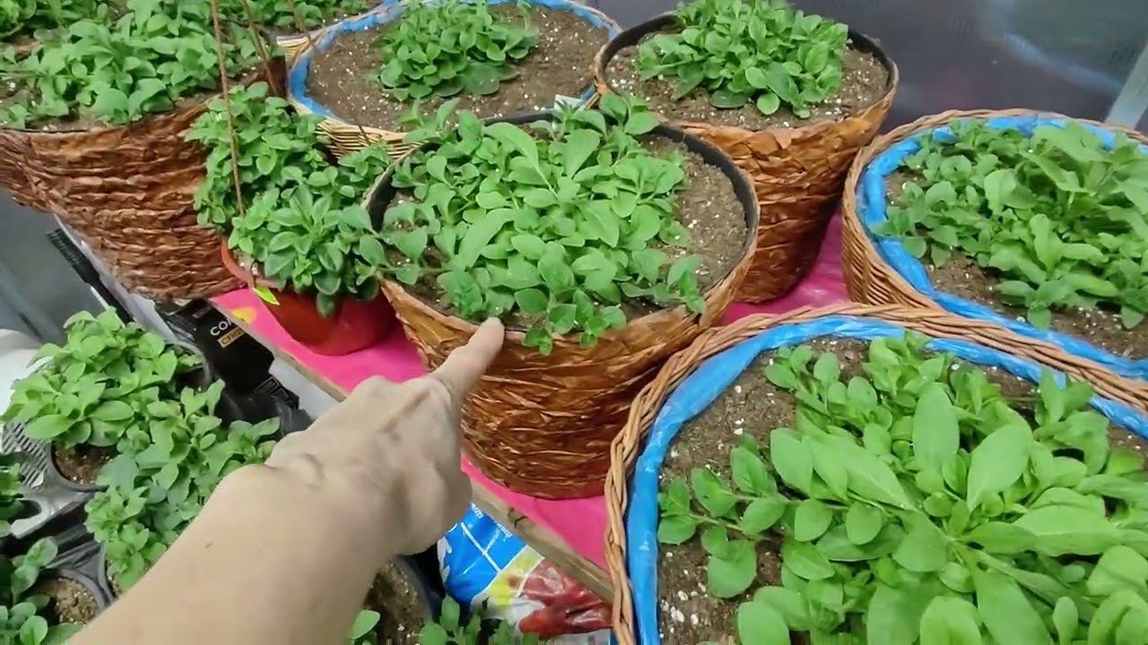 Высаживаю петунию на ПМЖ. После такой пересадки петуния растет на глазах. Какой обьем кашпо выбрать. смотреть онлайн