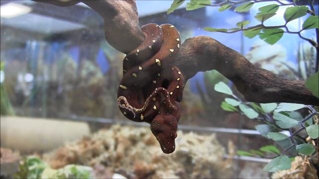 Baby Red Wamena Green Tree Python смотреть онлайн