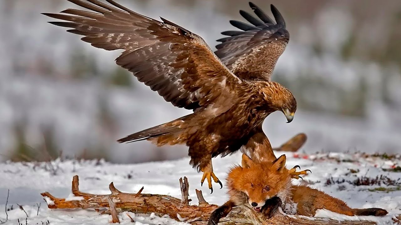 БЕРКУТ - свободная птица высокого полета! Истинный хозяин небесных просторов! Интересное о беркуте! смотреть онлайн