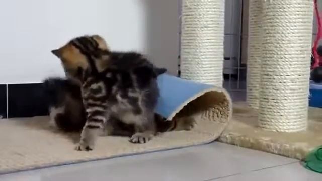 "Игра кошек про животных! смотреть онлайн