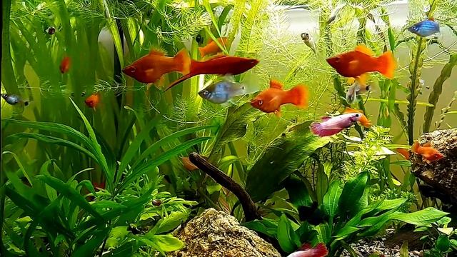 Полный обзор всех аквариумов на разводне смотреть онлайн