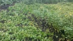 Горчица как сидерат на огороде