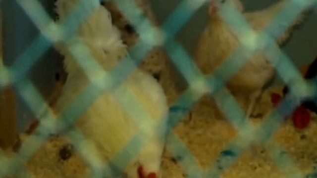 В Братске появится мини-зоопарк смотреть онлайн