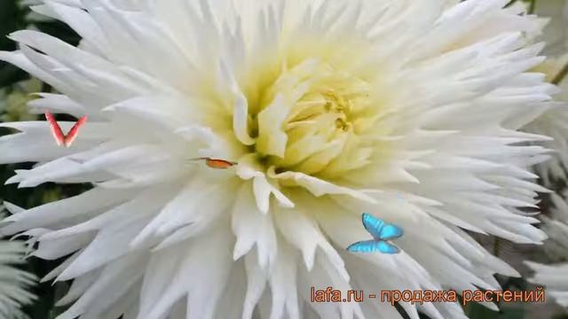 Георгина бахромчатая Айс Кристал ? обзор: как сажать, рассада георгины Айс Кристал смотреть онлайн