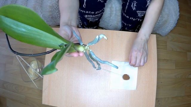 Орхидеи//резко пожелтели листья?//причины//срочная реанимация Орхидеи смотреть онлайн