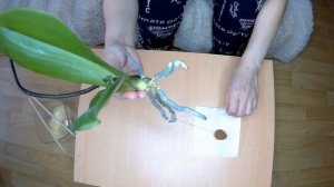 Орхидеи//резко пожелтели листья?//причины//срочная реанимация Орхидеи