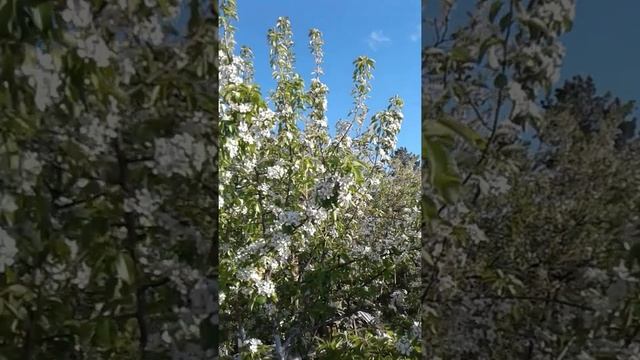 Цветущий сад, цветение яблони груши вишни сливы весной, красота природы shorts смотреть онлайн