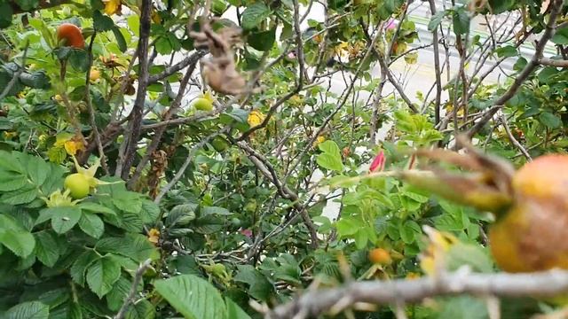 산왕거미(Araneus ventricosus) 「킹받는 거미」 смотреть онлайн