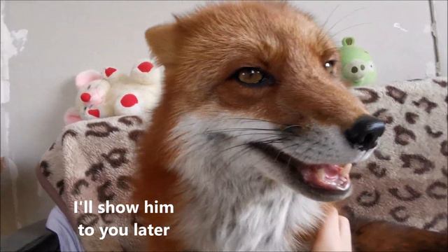 FOXY NEWS Good Morning Cuteness Alf the Fox and Vasilisa the Fox смотреть онлайн