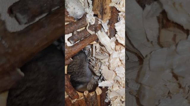 Наблюдение за маленьким хомкой смотреть онлайн