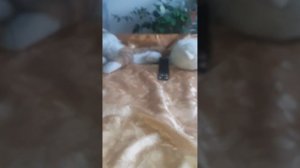 как оживить игрушку