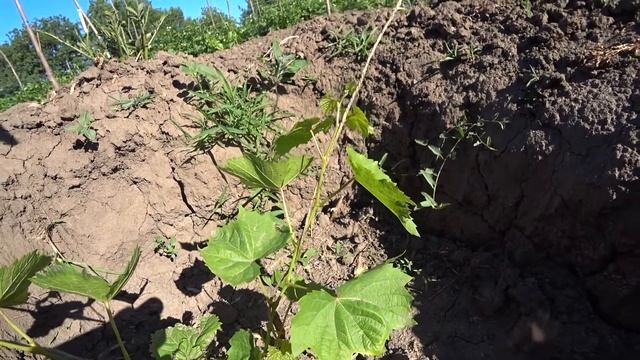 Подвязываем молодые саженцы винограда из укоренных черенков смотреть онлайн