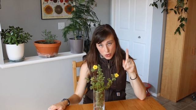 Cinquefoil/potentilla fruticosa/perennial shrub/how to grow/pruning tips смотреть онлайн