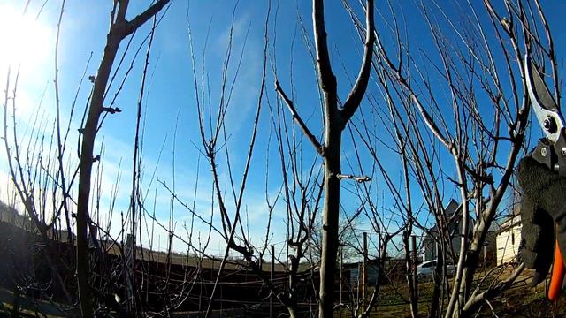 Обрезка сливы. Февраль 2022. смотреть онлайн