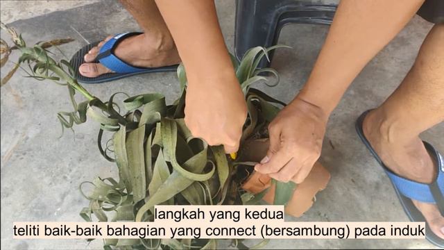TILLANDSIA STREPTOPHYLLA. ada 3 baby kembar.!!! смотреть онлайн
