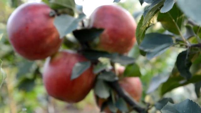 Джонагоред Супра саженцы зимней яблони смотреть онлайн