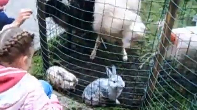 Контактный зоопарк в Москве самый большой, 8(965)380-13-11 смотреть онлайн