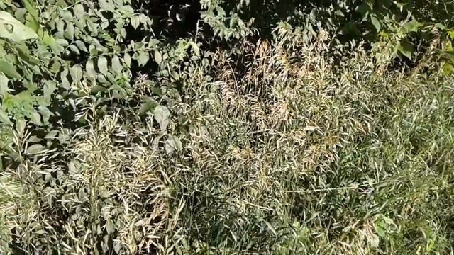 These grass plants are ripening their seeds in the park смотреть онлайн
