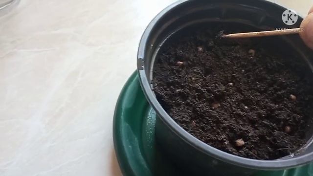 Утро//Козы//Сеновал