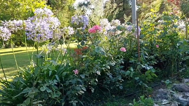 Şefkat Çiçeği - Afrika Zambağı - Agapanthus Africanus