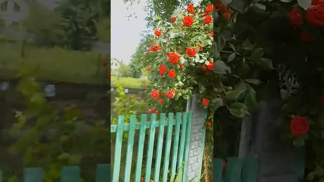 розы высокие времён СССР смотреть онлайн