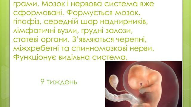 ЕМБРІОНАЛЬНИЙ РОЗВИТОК З ПЕРШОГО ПО ЧОТИРНАДЦЯТИЙ ТИЖДЕНЬ Войнича Олександра 8 Г смотреть онлайн