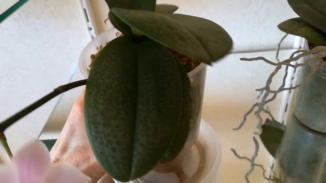 #PHALAENOPSIS #PILONG CHERRY. ОДИНАКОВЫЕ, НО ТАКИЕ РАЗНЫЕ 🤔❤️👍 смотреть онлайн