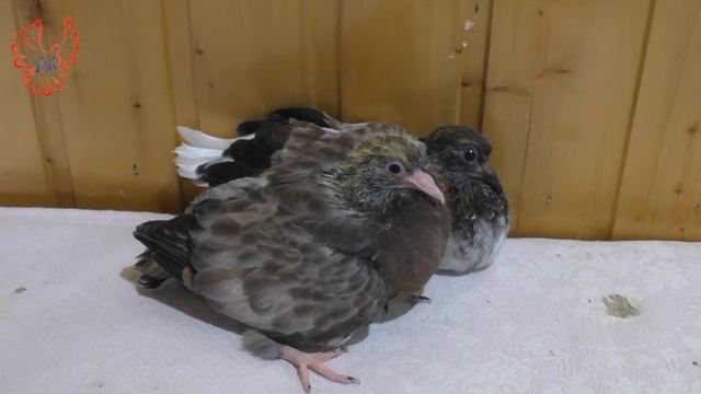 Поднять или вытянуть... смотреть онлайн