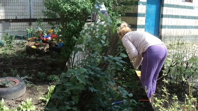 Варварская обрезка тополя смотреть онлайн