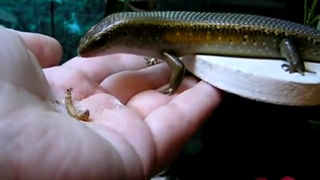 Mabuya Multifasciata