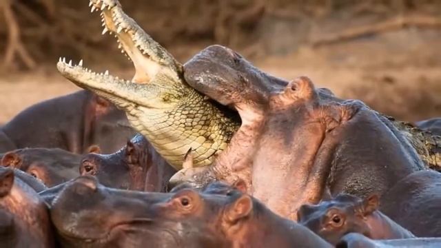 Бегемоты проганяют крокодила, покусывая клыками! смотреть онлайн