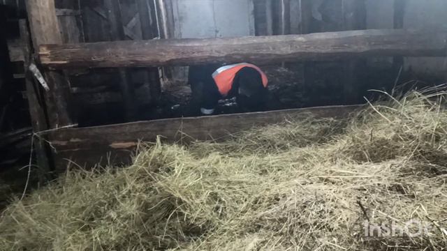 Поведение коровы перед отелом. смотреть онлайн