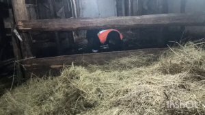 Поведение коровы перед отелом.