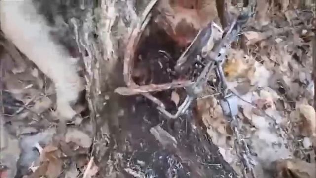 Регулирование численности волка в Забайкалье. Волк в капкане Бриджер 5. Видео от Александра. смотреть онлайн