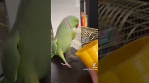 Говорящий ожереловый попугай Ричи