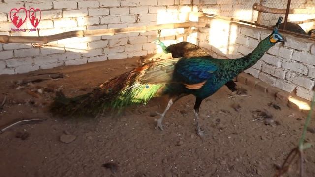 Visited at Dilshad Ahmand II Peacock/More Farm in Kabirwala/Khanewal Pakistan 2021 Green Java смотреть онлайн