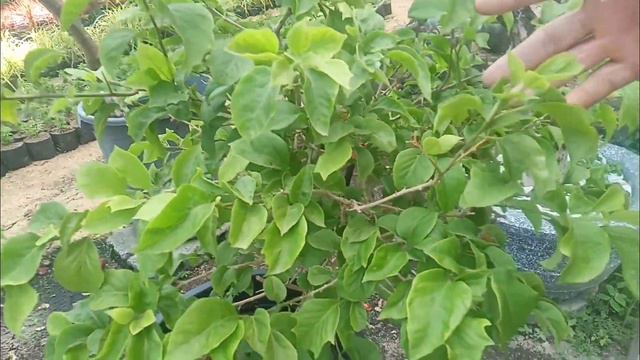 Dalawang variety ng bougainvillea na malaki ang pagkakaiba. Isang Super sulit at isang super sayang смотреть онлайн