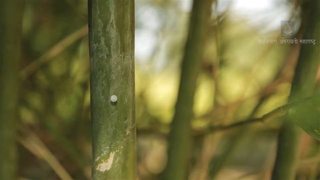 40 Gigantochloa macrostachya смотреть онлайн