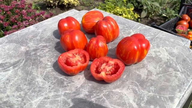 Томат ПОЛОСАТАЯ ПЕЩЕРА. ( Schimmeig Stoo, Striped cavern tomato ). смотреть онлайн