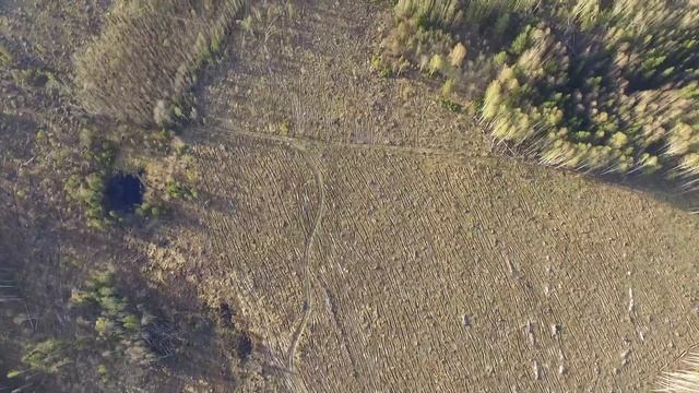 Полёт над лесом. Последствия давнишнего урагана, лес почистили от валёжника. 2021 год. смотреть онлайн