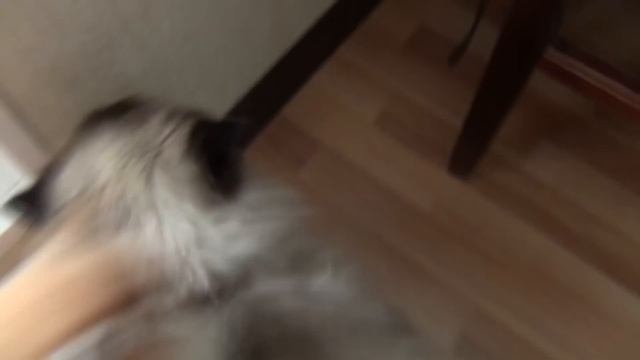 My CAT. Persian. смотреть онлайн
