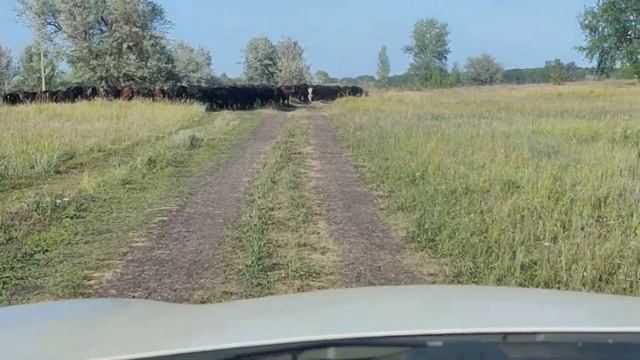 10 тысяч шагов,погоняя стадо коров!)))18.07.21 смотреть онлайн