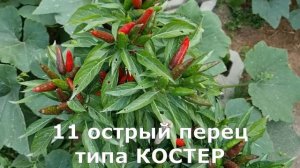 ОСТРЫЙ И СЛАДКИЙ ПЕРЕЦ НИКОГДА НЕ ПЕРЕОПЫЛЯТСЯ ЕСЛИ САЖАТЬ ИХ ВОТ ТАК КАК ПОЛУЧИТЬ УРОЖАЙ ПЕРЦА