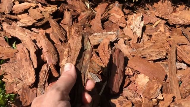 Мульчирование шаровидных туй. Обработка мульчи от вредителей. Обзор сада. смотреть онлайн