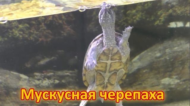 Черепахи (Теstudinеs) / МИР ЧЕРЕПАХ / Детям про черепах смотреть онлайн