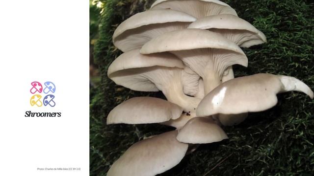 Oyster mushroom (Pleurotus ostreatus) | Synonyms | Scientific Short Profile | Shroomers смотреть онлайн