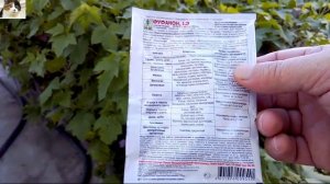 Средство борьбы с тлей на черной смородине весной Фуфанон