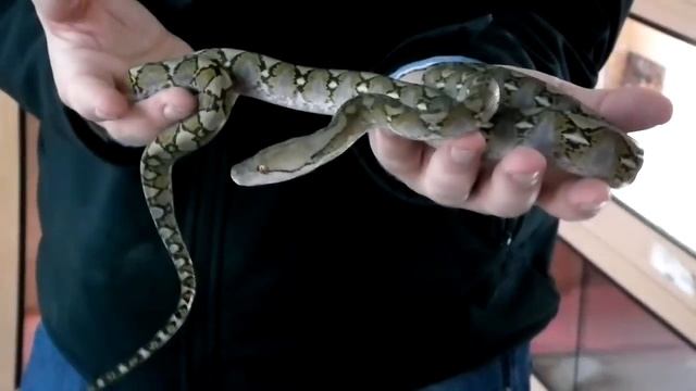 Prehistoric Pets - Reticulated Python Super Dwarf Het Anery смотреть онлайн