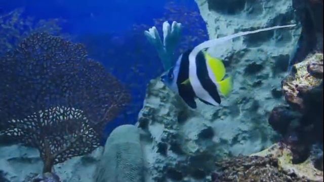 Музыка для расслабления, медитации, сна. смотреть онлайн